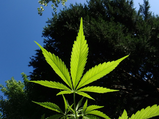 Die Entkriminalisierung von Cannabis – „Legal, aber…“